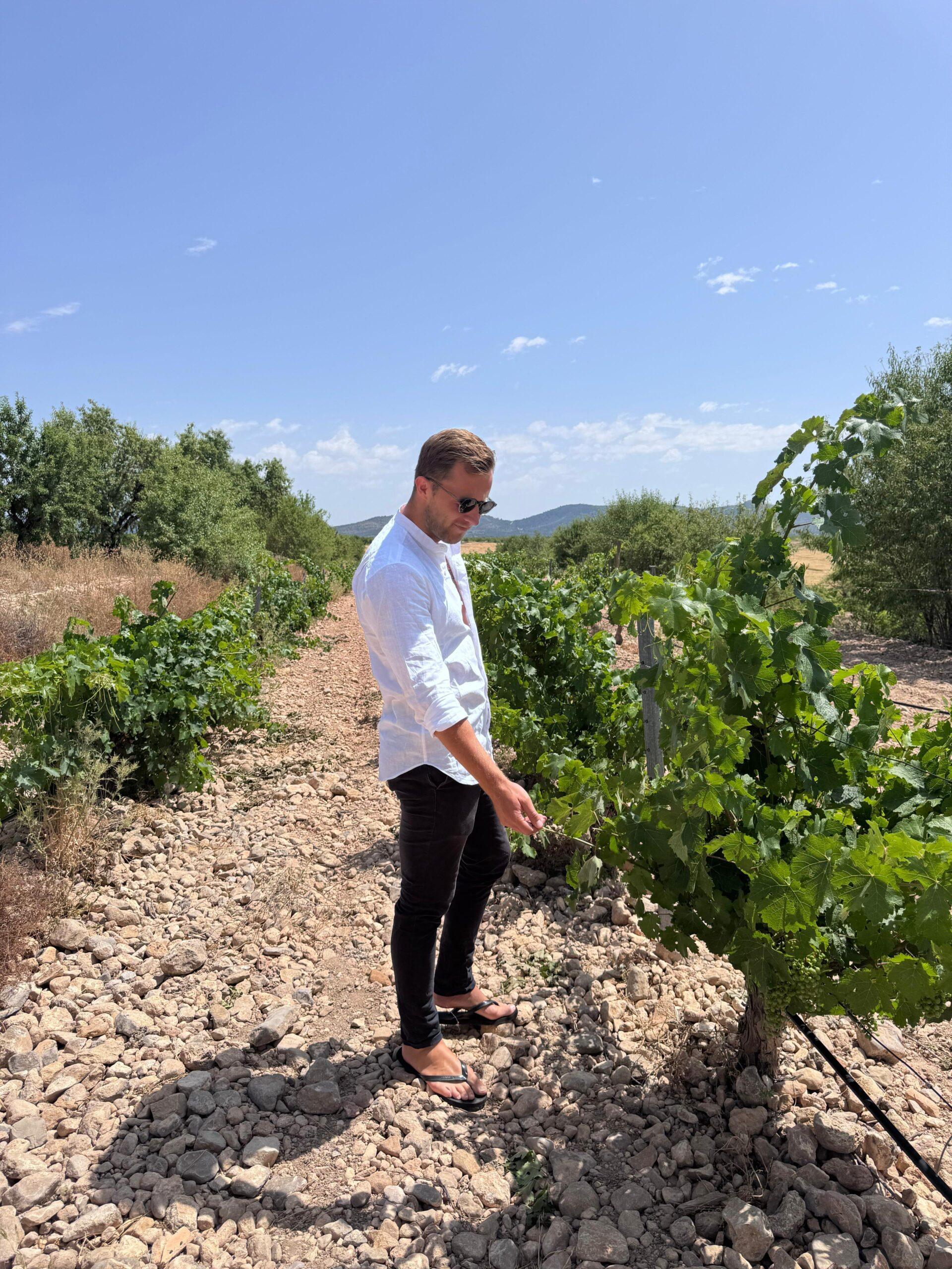 grape quality and vineyard management by Sommelier Tristan