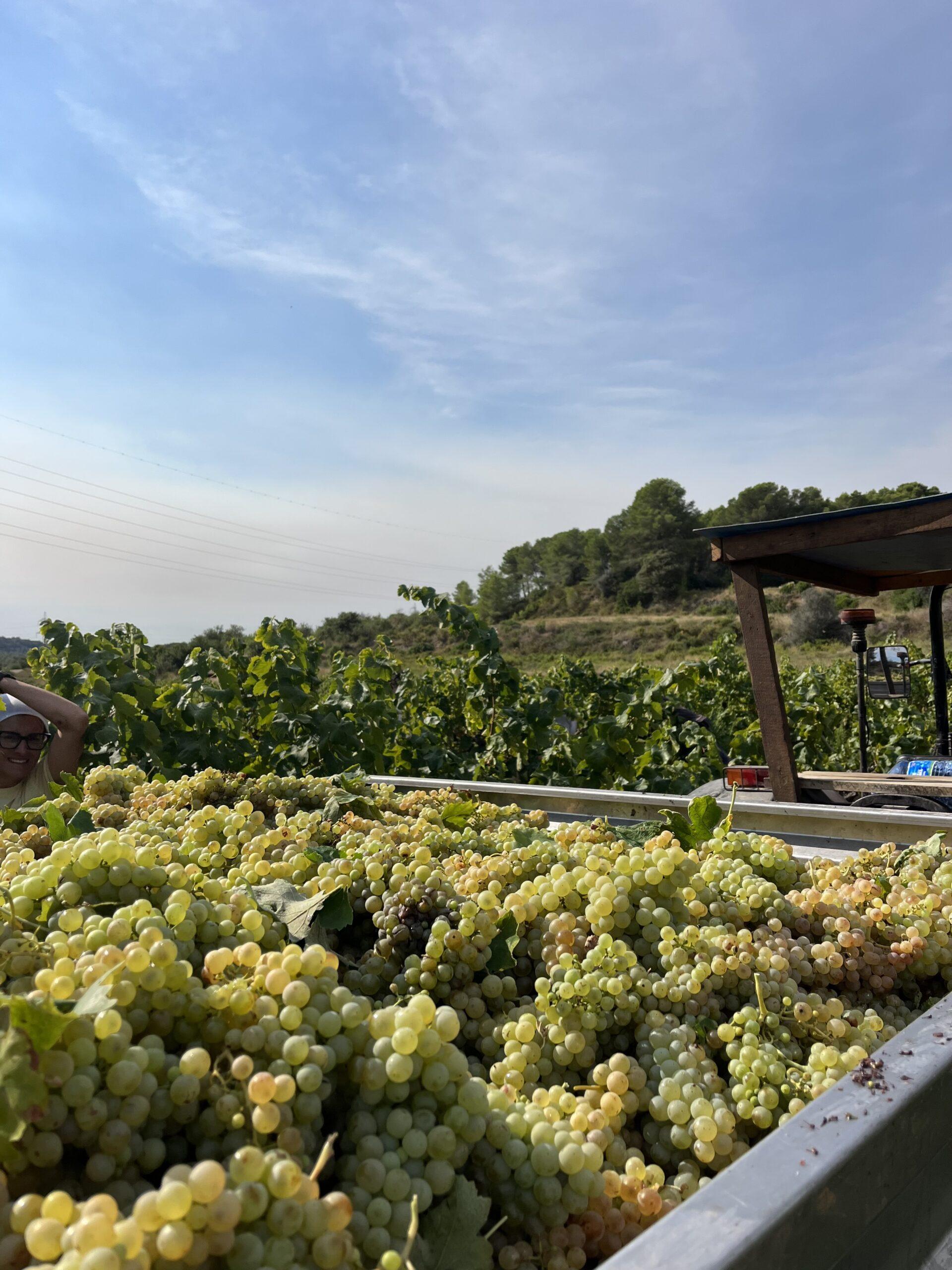 grape quality and vineyard management on a vineyard in Catalunya.