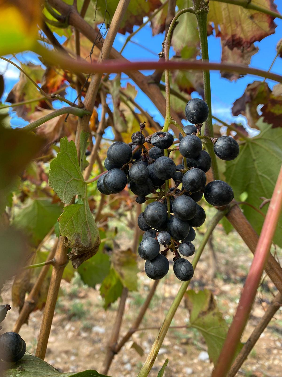 Bobal grape hanging in the vineyard, photographed by Sommelier Tristan